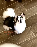 Cinderella ( brindle ) , a female Chihuahua for sale in Santa Rosa Beach, FL – Photo 8 of 10