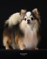 Cinderella ( brindle ) , a female Chihuahua for sale in Santa Rosa Beach, FL – Photo 10 of 10