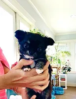 Cinderella ( brindle ) , a female Chihuahua for sale in Santa Rosa Beach, FL – Photo 5 of 10