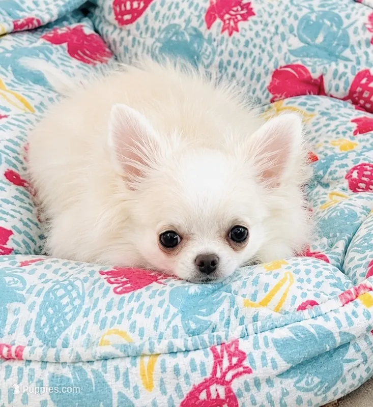 White Angel, show quality  – Chihuahua puppy for sale in Santa Rosa Beach, FL