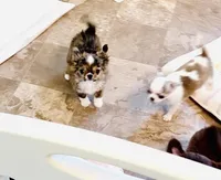 One In Million ( Rowdy ), a male Chihuahua for sale in Santa Rosa Beach, FL – Photo 10 of 10