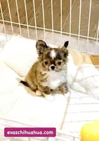 One In Million ( Rowdy ), a male Chihuahua for sale in Santa Rosa Beach, FL – Photo 3 of 10