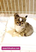 One In Million ( Rowdy ), a male Chihuahua for sale in Santa Rosa Beach, FL – Photo 1 of 10