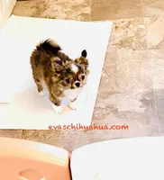 One In Million ( Rowdy ), a male Chihuahua for sale in Santa Rosa Beach, FL – Photo 2 of 10