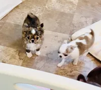 One In Million ( Rowdy ), a male Chihuahua for sale in Santa Rosa Beach, FL – Photo 9 of 10