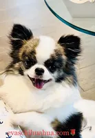 One In Million ( Rowdy ), a male Chihuahua for sale in Santa Rosa Beach, FL – Photo 8 of 10