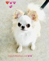 One In Million ( Rowdy ), a male Chihuahua for sale in Santa Rosa Beach, FL – Photo 7 of 10