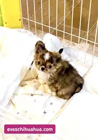 One In Million ( Rowdy ), a male Chihuahua for sale in Santa Rosa Beach, FL – Photo 4 of 10