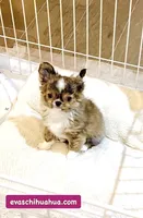 One In Million ( Rowdy ), a male Chihuahua for sale in Santa Rosa Beach, FL – Photo 5 of 10