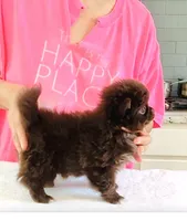 Ruby Chocolate, a male Chihuahua for sale in Santa Rosa Beach, FL – Photo 8 of 10