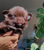 Ruby Chocolate, a male Chihuahua for sale in Santa Rosa Beach, FL – Photo 9 of 10