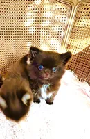 Ruby Chocolate, a male Chihuahua for sale in Santa Rosa Beach, FL – Photo 3 of 10