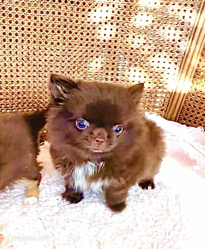 Ruby Chocolate – Chihuahua puppy on hold in Santa Rosa Beach, FL