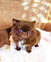 Ruby Chocolate, a male Chihuahua for sale in Santa Rosa Beach, FL – Photo 1 of 10