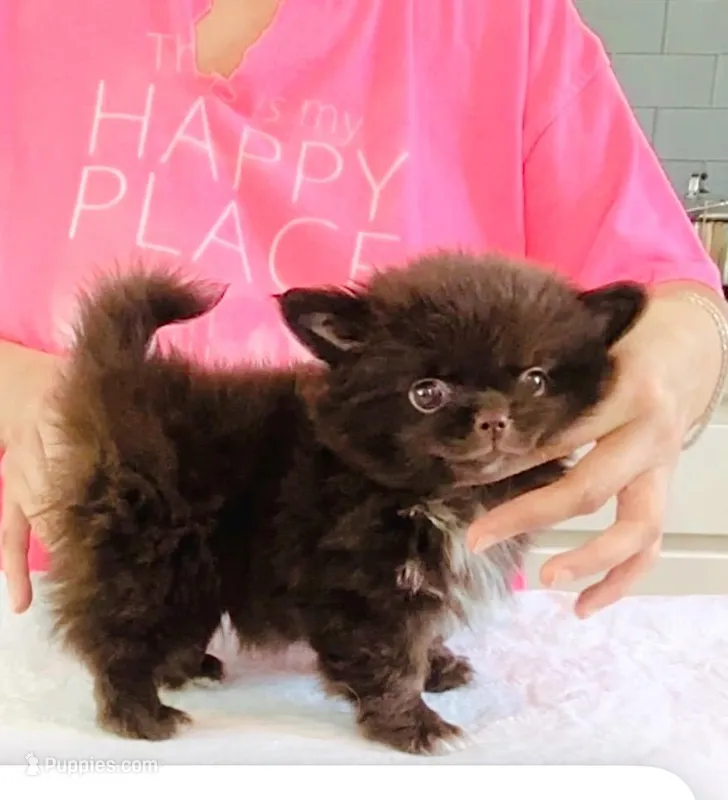 Ruby Chocolate – Chihuahua puppy on hold in Santa Rosa Beach, FL