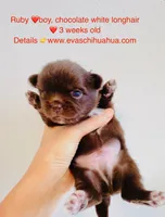 Ruby Chocolate, a male Chihuahua for sale in Santa Rosa Beach, FL – Photo 5 of 7