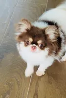 Ruby Chocolate, a male Chihuahua for sale in Santa Rosa Beach, FL – Photo 7 of 7