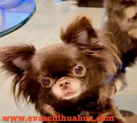 Ruby Chocolate, a male Chihuahua for sale in Santa Rosa Beach, FL – Photo 6 of 7