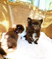 Ruby Chocolate, a male Chihuahua for sale in Santa Rosa Beach, FL – Photo 6 of 10