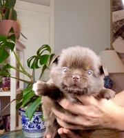 Ruby Chocolate, a male Chihuahua for sale in Santa Rosa Beach, FL – Photo 4 of 7