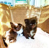 Ruby Chocolate, a male Chihuahua for sale in Santa Rosa Beach, FL – Photo 5 of 10