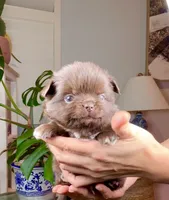 Ruby Chocolate, a male Chihuahua for sale in Santa Rosa Beach, FL – Photo 3 of 7