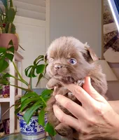 Ruby Chocolate, a male Chihuahua for sale in Santa Rosa Beach, FL – Photo 1 of 7