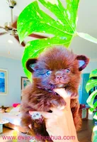 Ruby Chocolate, a male Chihuahua for sale in Santa Rosa Beach, FL – Photo 10 of 10