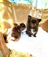 Ruby Chocolate, a male Chihuahua for sale in Santa Rosa Beach, FL – Photo 2 of 10