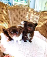 Ruby Chocolate, a male Chihuahua for sale in Santa Rosa Beach, FL – Photo 4 of 10