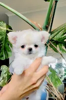 White Angel , a female Chihuahua for sale in Santa Rosa Beach, FL – 1 of 9
