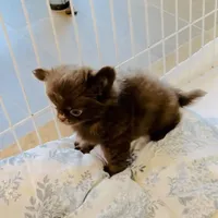 Baby Doll, a male Chihuahua for sale in Santa Rosa Beach, FL – Photo 9 of 10