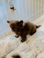 Baby Doll, a male Chihuahua for sale in Santa Rosa Beach, FL – Photo 9 of 10