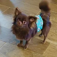 Baby Doll, a male Chihuahua for sale in Santa Rosa Beach, FL – Photo 2 of 10