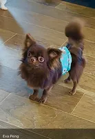 Baby Doll, a male Chihuahua for sale in Santa Rosa Beach, FL – Photo 2 of 10