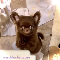 Baby Doll, a male Chihuahua for sale in Santa Rosa Beach, FL – Photo 5 of 10