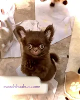 Baby Doll, a male Chihuahua for sale in Santa Rosa Beach, FL – Photo 5 of 10