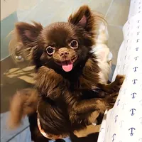 Baby Doll, a male Chihuahua for sale in Santa Rosa Beach, FL – Photo 1 of 10