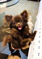 Baby Doll, a male Chihuahua for sale in Santa Rosa Beach, FL – Photo 1 of 10