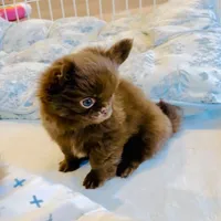 Baby Doll, a male Chihuahua for sale in Santa Rosa Beach, FL – Photo 8 of 10