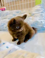 Baby Doll, a male Chihuahua for sale in Santa Rosa Beach, FL – Photo 8 of 10