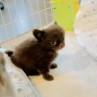 Baby Doll, a male Chihuahua for sale in Santa Rosa Beach, FL – Photo 10 of 10