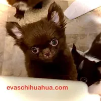 Baby Doll, a male Chihuahua for sale in Santa Rosa Beach, FL – Photo 4 of 10