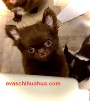 Baby Doll, a male Chihuahua for sale in Santa Rosa Beach, FL – Photo 4 of 10