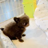 Baby Doll, a male Chihuahua for sale in Santa Rosa Beach, FL – Photo 7 of 10