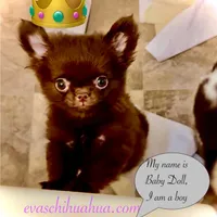 Baby Doll, a male Chihuahua for sale in Santa Rosa Beach, FL – Photo 6 of 10