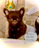 Baby Doll, a male Chihuahua for sale in Santa Rosa Beach, FL – Photo 6 of 10