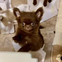 Baby Doll, a male Chihuahua for sale in Santa Rosa Beach, FL – Photo 3 of 10