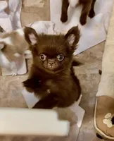 Baby Doll, a male Chihuahua for sale in Santa Rosa Beach, FL – Photo 3 of 10