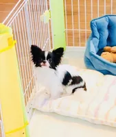 Mini Panda(tiny), a female Chihuahua for sale in Santa Rosa Beach, FL – 1 of 1